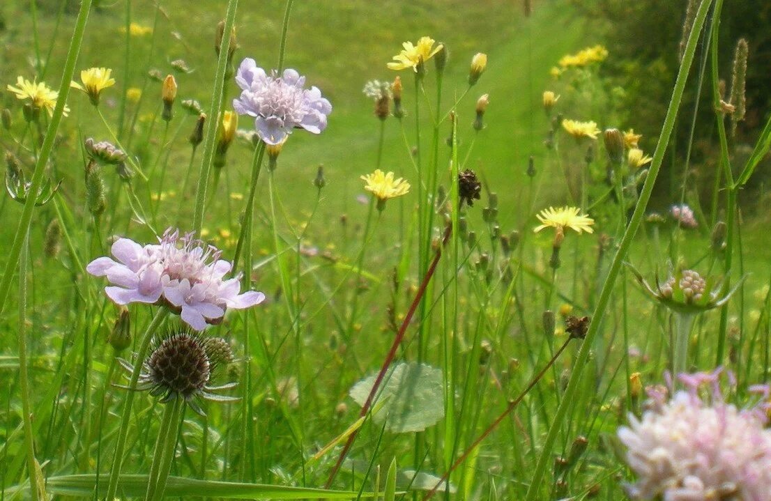 Find Out What A Professional Has To Say On The Native Wildflower Seeds