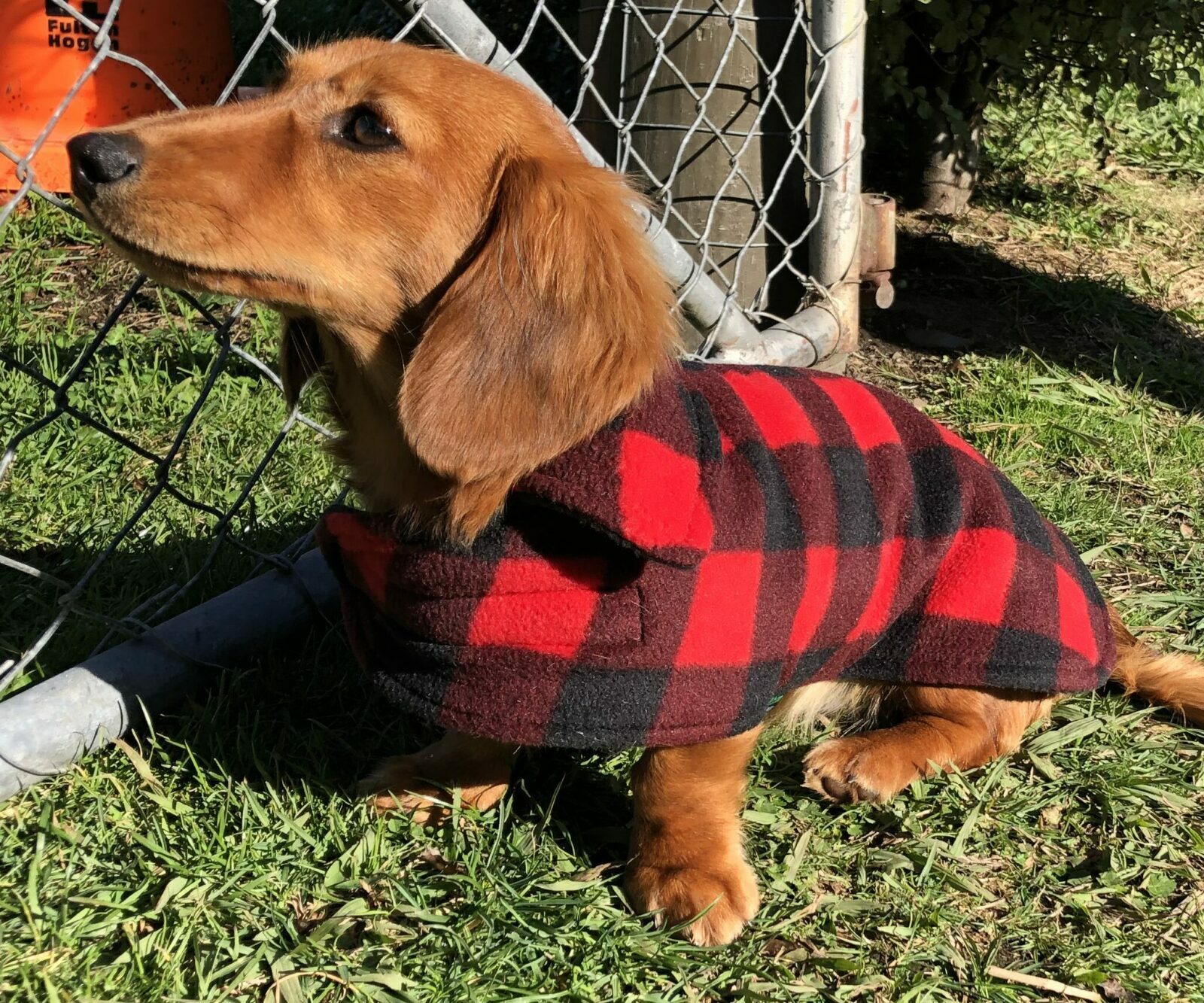 Detailed Analysis On The Dachshund Coats