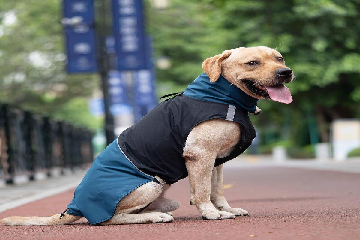 A Glimpse At Rainproof Dog Coats