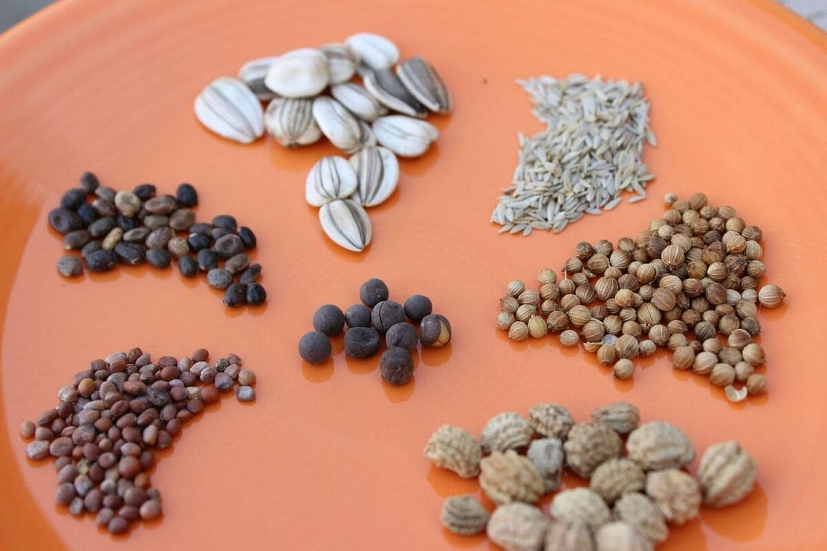 Buy Seeds And Their Myths