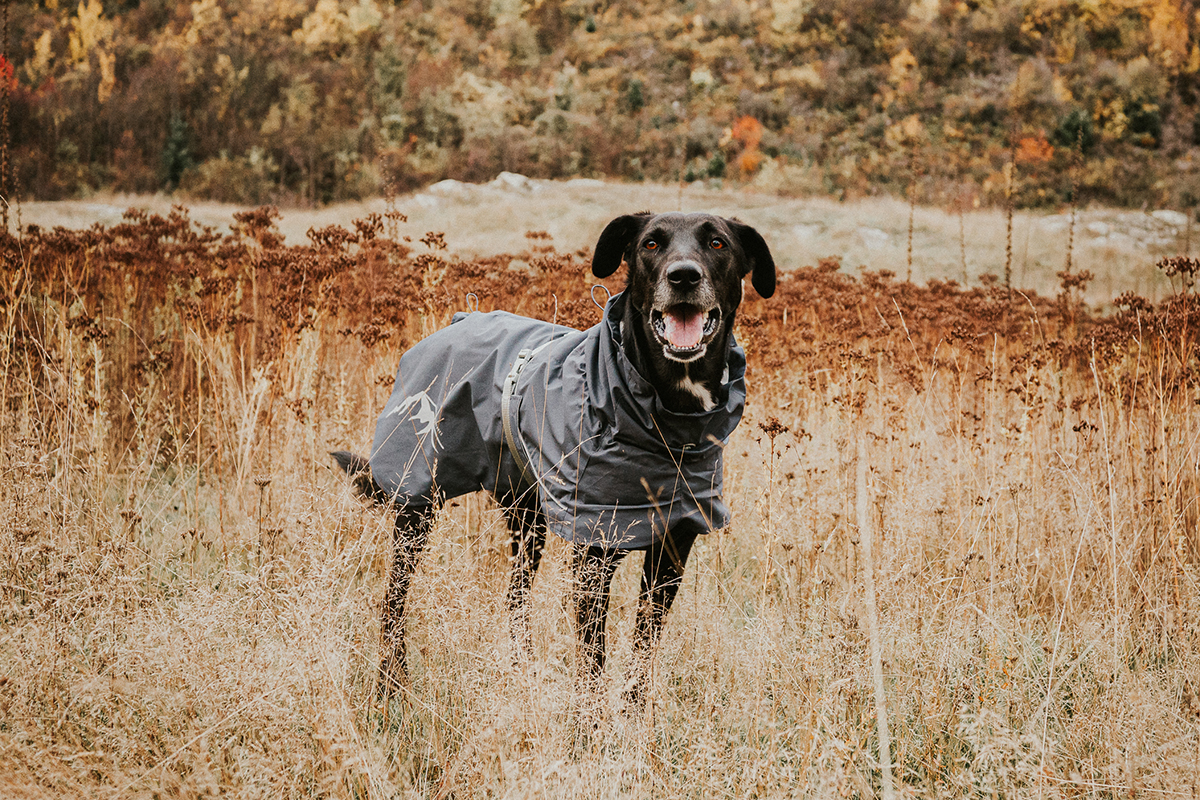 A Synopsis Of Dog Coats With Legs